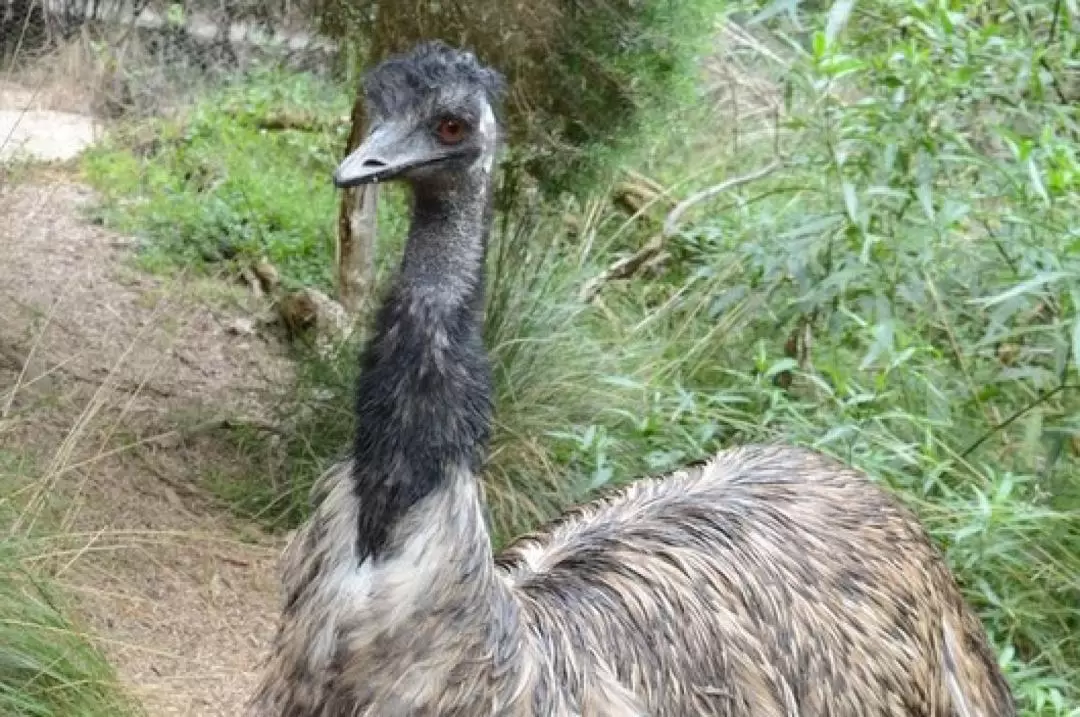 Puffing Billy and Healesville Sanctuary Day Tour from Melbourne 