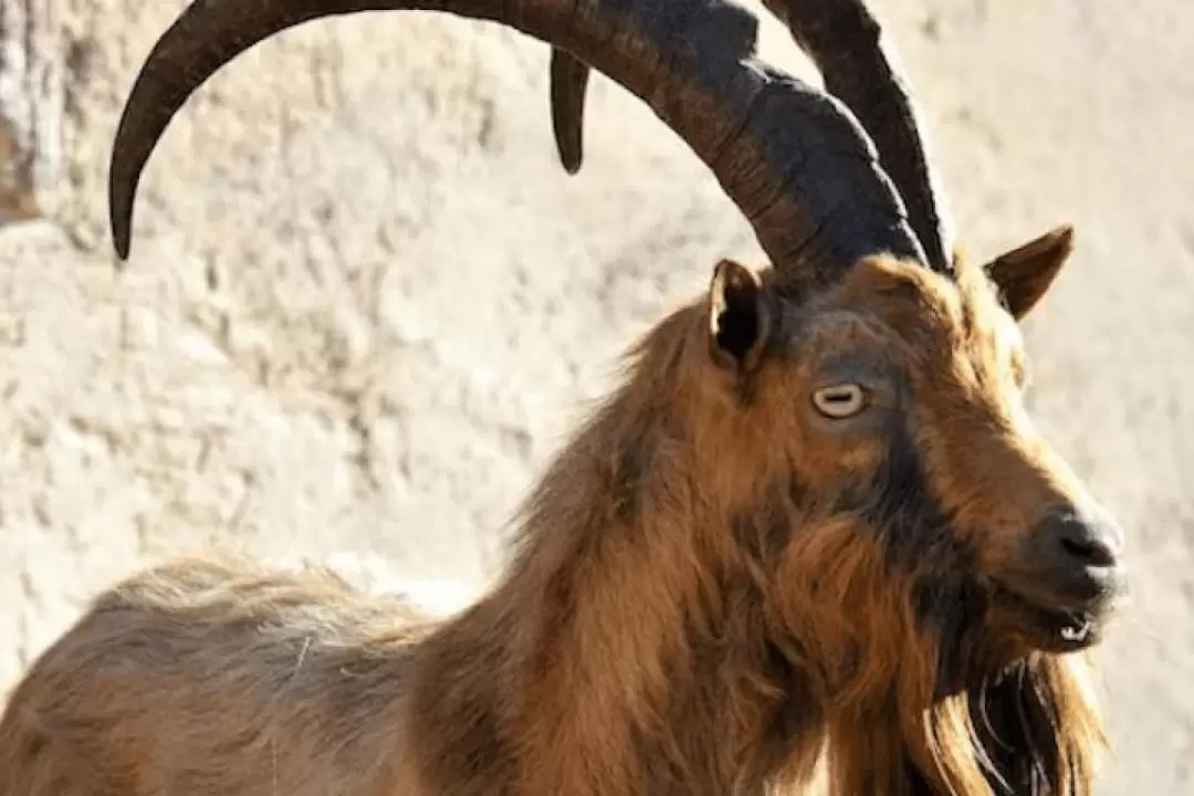 Bioparco di Roma Zoological Garden Admission in Rome