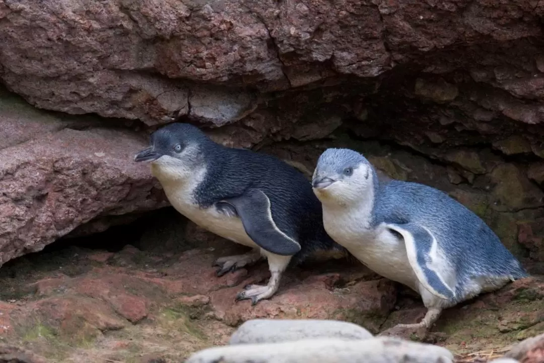 Pohatu & Flea Bay Penguin Watching Tour from Christchurch