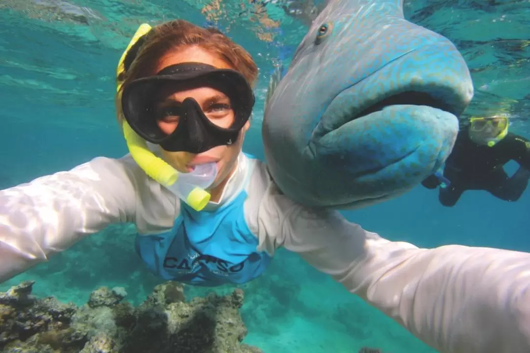 Agincourt Reef Snorkeling Experience from Port Douglas, Cairns or Northern Beaches