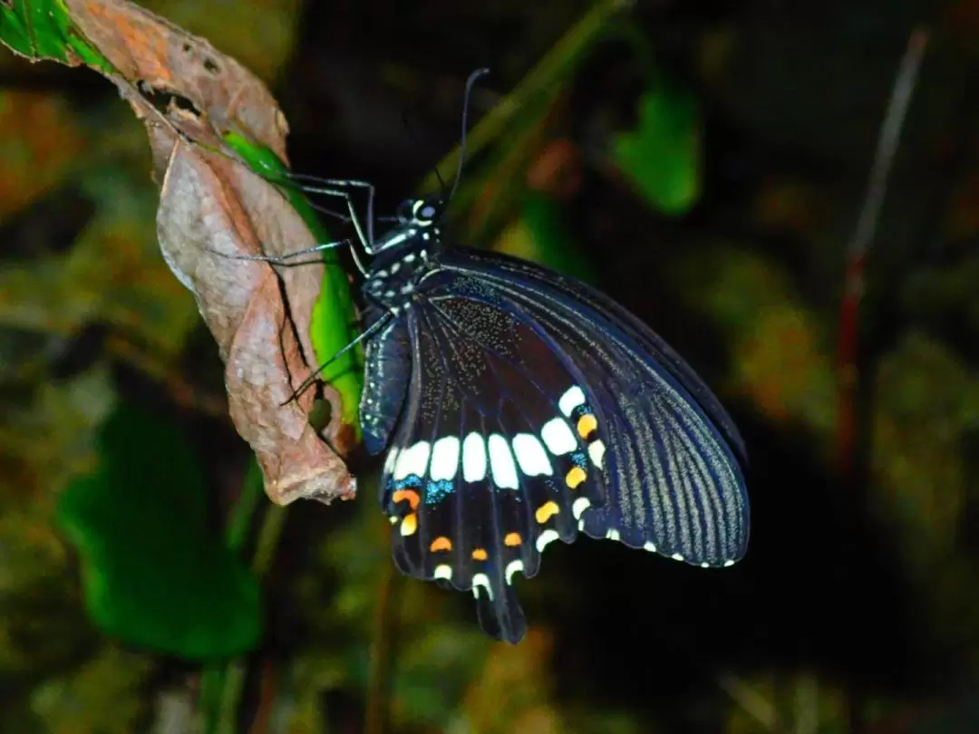 Natural Planetarium! Starry Sky & Subtropical Jungle Night Tour