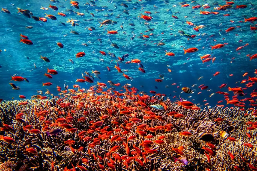 Gili Selang潛水（PADI五星級潛水度假村）