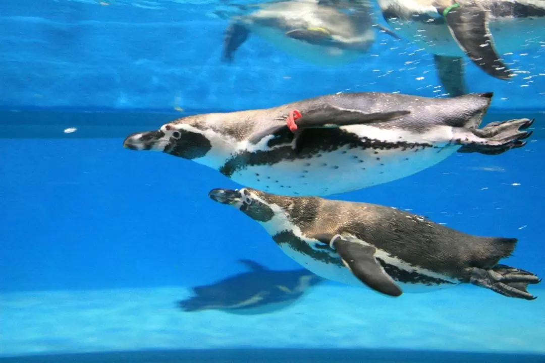 首尔COEX水族馆门票