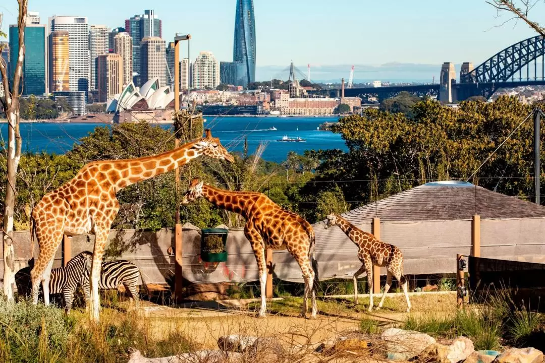 塔龍加動物園（Taronga Zoo）& 悉尼港遊船票