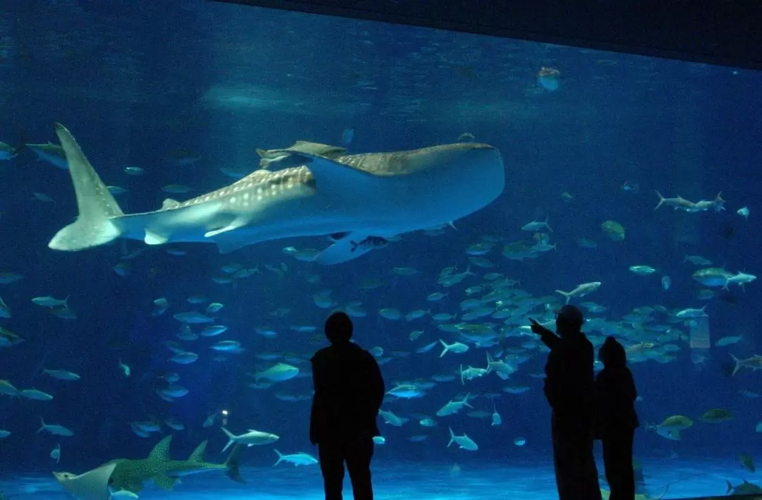 Kagoshima City Aquarium Ticket in Kyushu