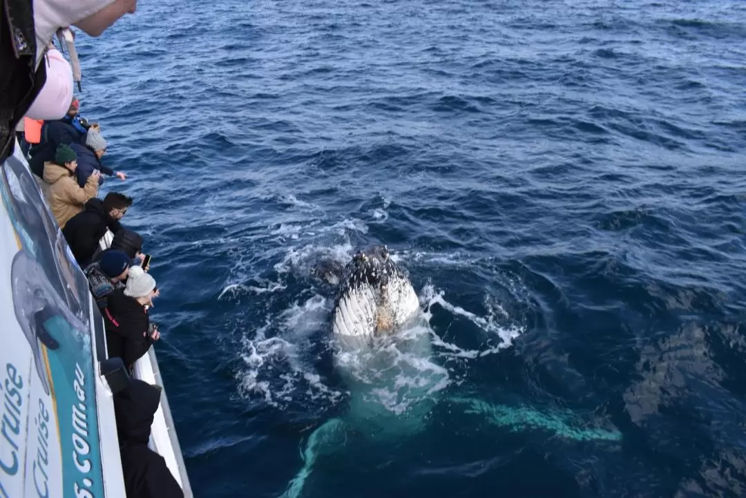 Whale Watching Sightseeing Cruise in Wilsons Promontory