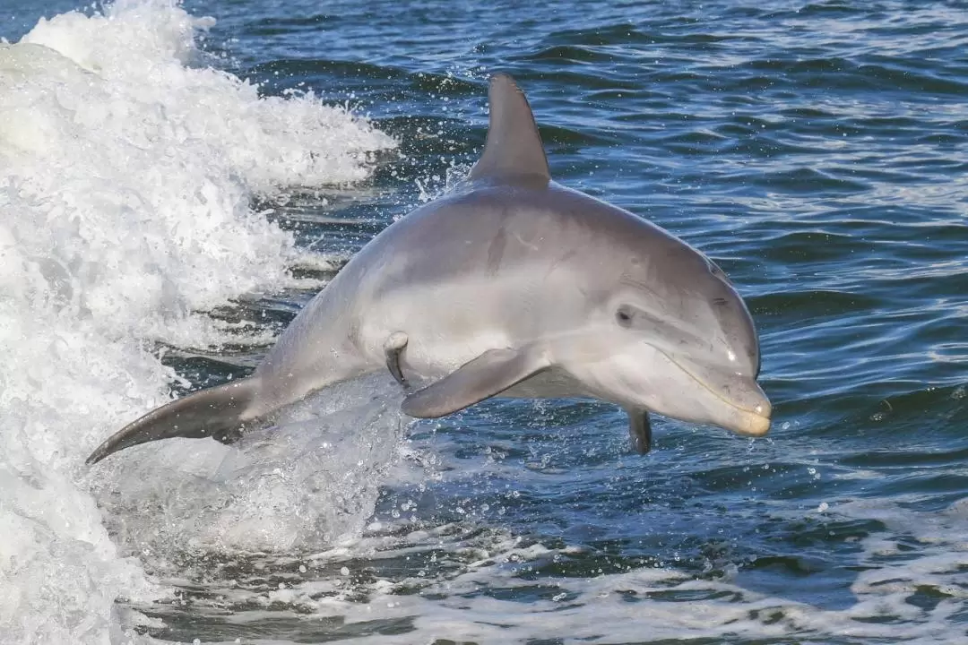 Noosa Dolphin Safari Cruise