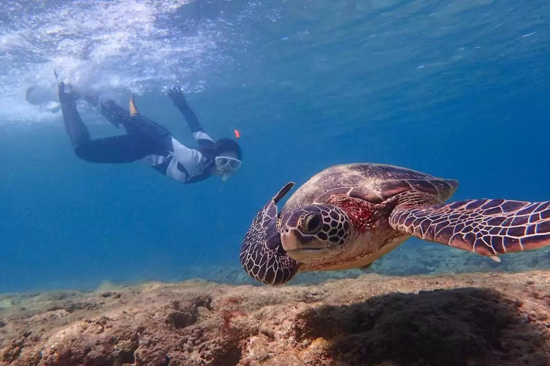 Sea turtle snorkeling experience (Yakushima)