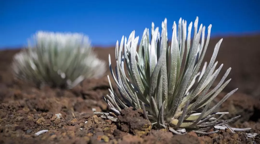 Spectacular Haleakala Sunrise Tour in Maui with Breakfast