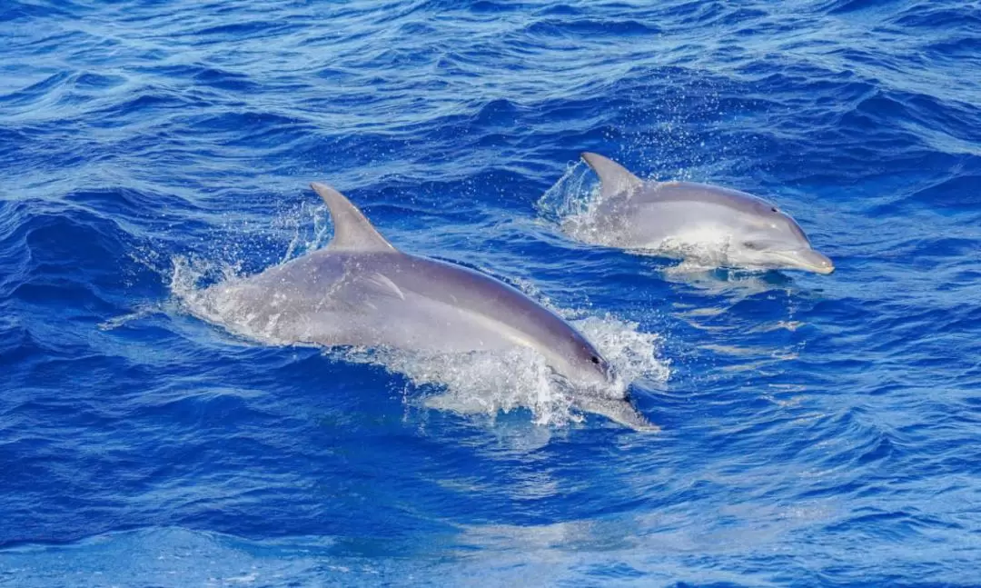 Gold Coast Whale Watching Cruise