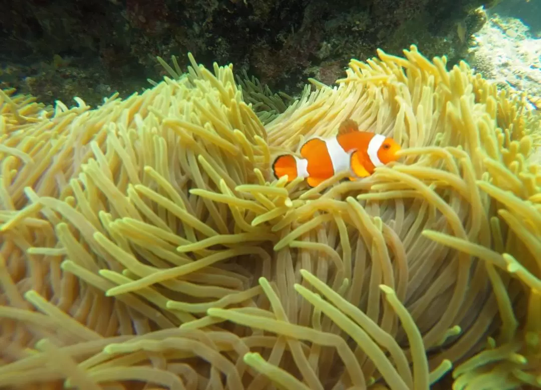 パダン シュノーケリング体験（バリ / PADI 5スターダイブセンター）