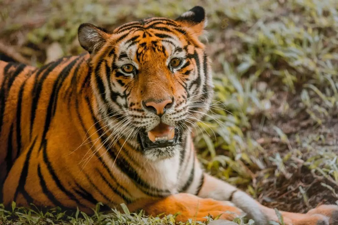 【KLOOK獨家優惠】菲律賓宿霧野生動物園門票