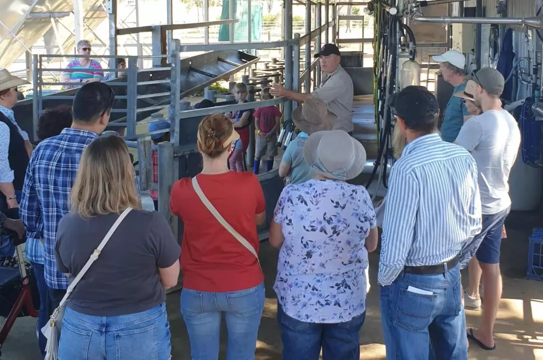 Camel Farm Experience in Brisbane