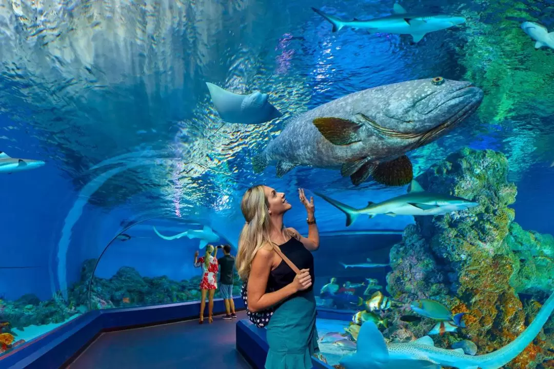 Cairns Aquarium Turtle Hospital and City Sightseeing Tour