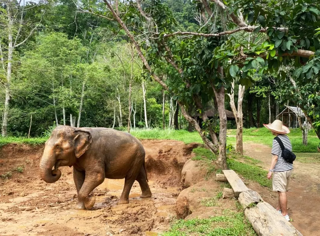 Phuket Elephant Nature Reserve Experience