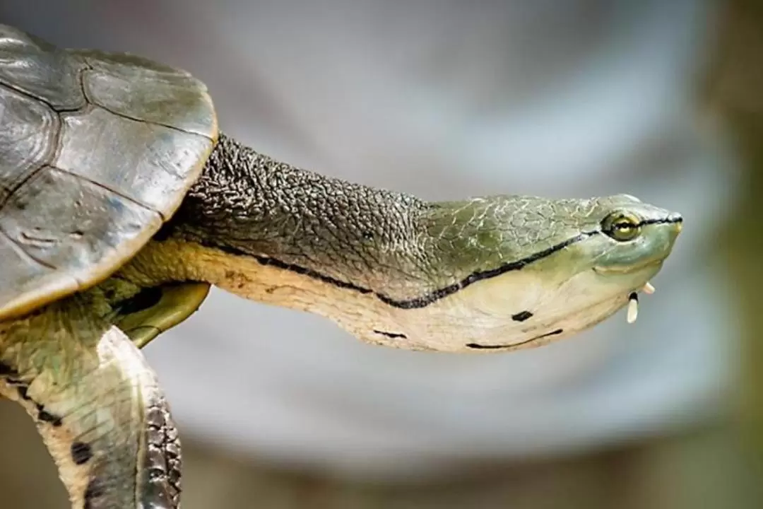 Temaiken Zoo Admission With Transport in Bueno Aires