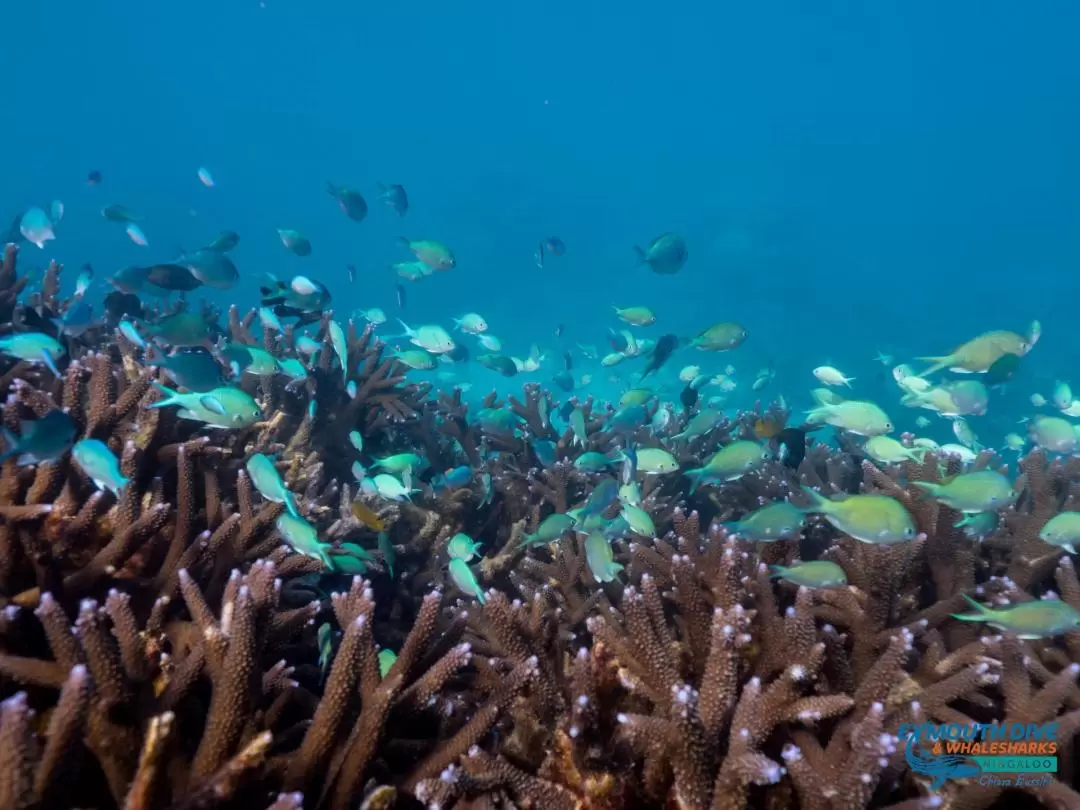 Muiron Islands Snorkelling and Scuba Diving Experience from Exmouth