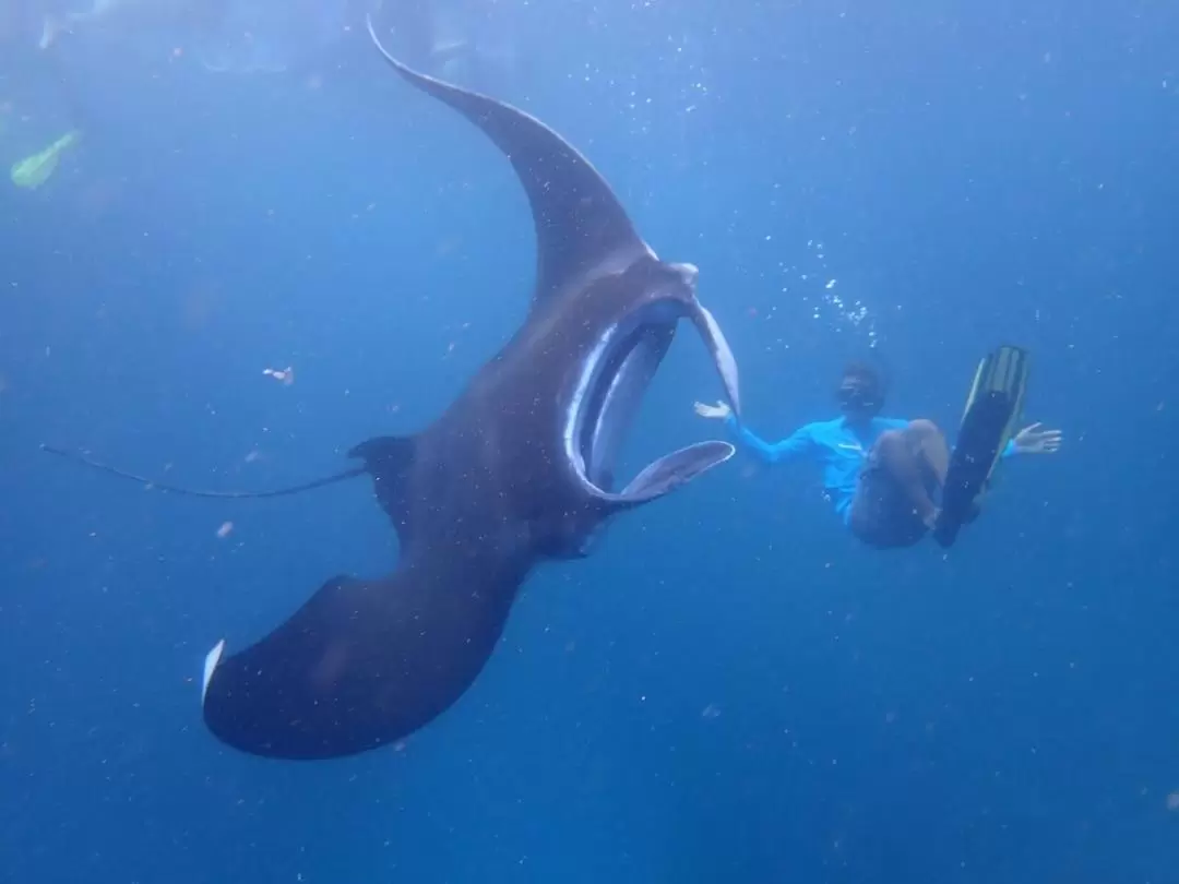 レンボンガン島・ペニダ島 日帰りシュノーケリングツアー（バリ発）