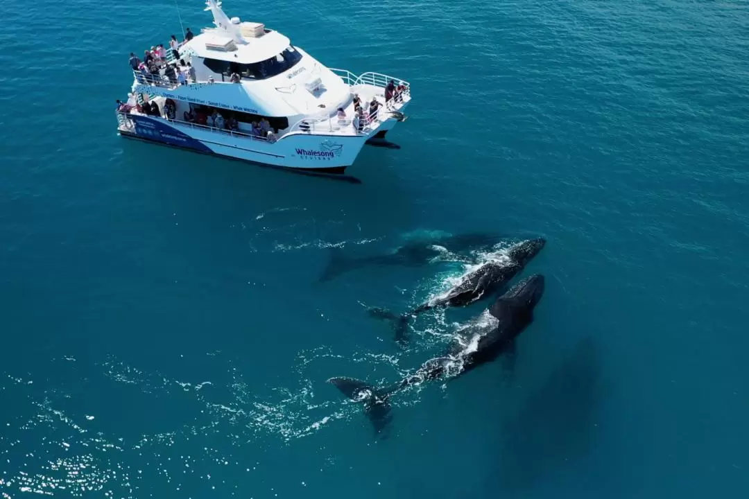 Whalesong Cruises Whale Watching Experience in Hervey Bay