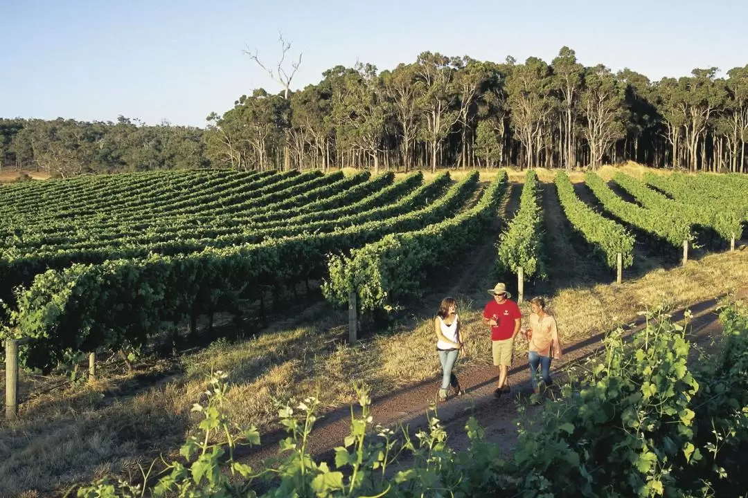 Margaret River Cave, Wine & Busselton Jetty Tour