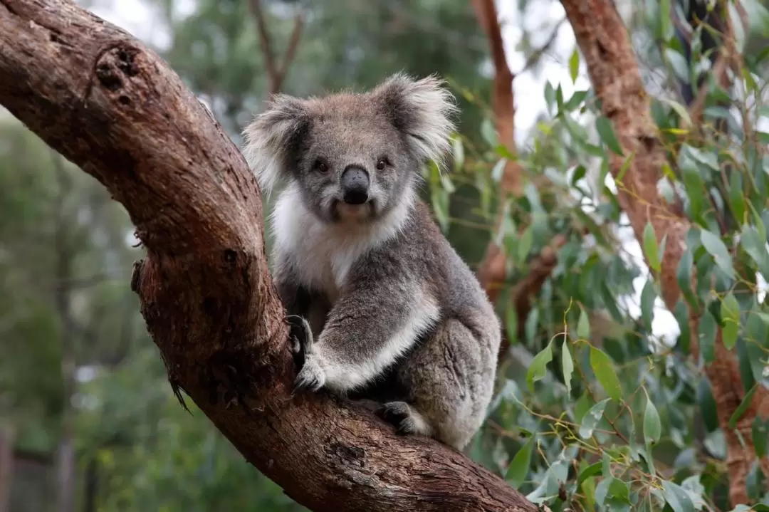 Werribee Zoo Australian Experience