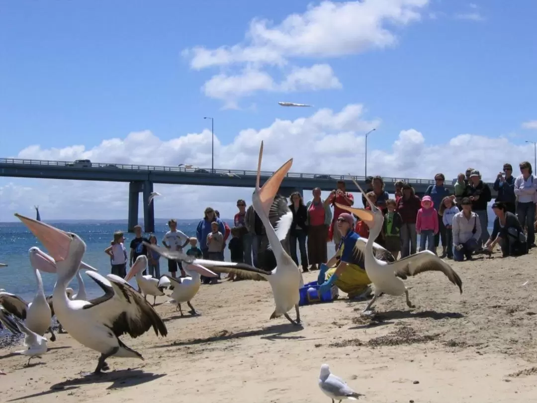 Phillip Island Cape Woolamai Cruise