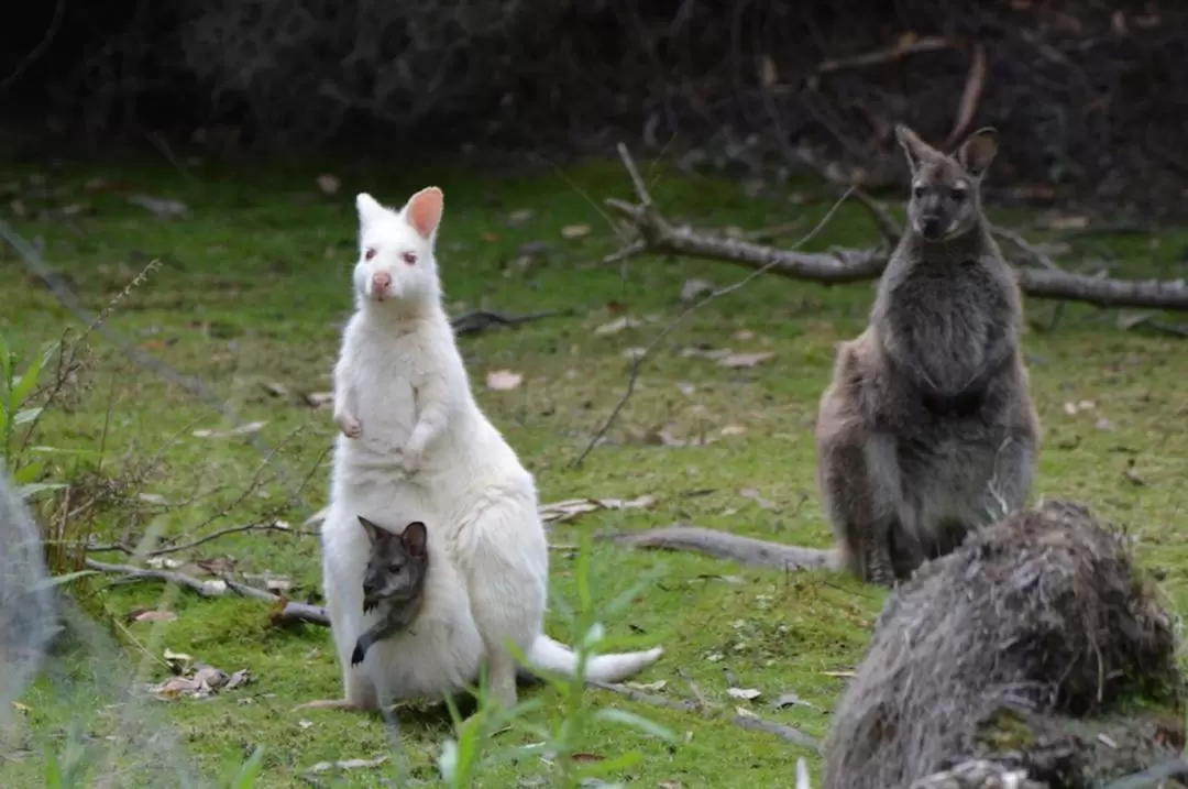 Bruny Island Day Tour from Hobart