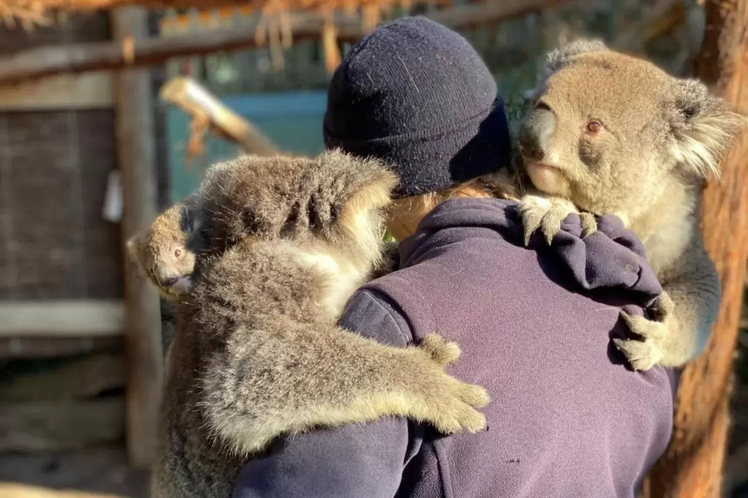 バララット ワイルドライフパーク 入園チケット