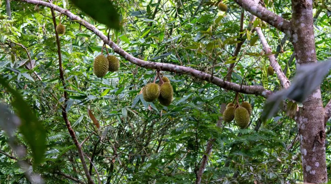 Phuket Rites of Passage Adventure Day Tour with Zip Line Experience 