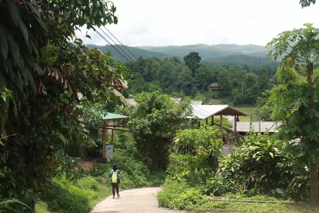 Trek to the forest, Feed Elephant and Bamboo Rafting in Chiang Mai