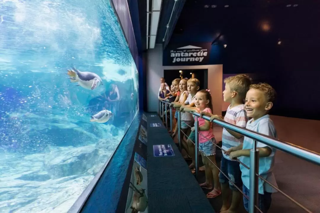 Sea World Gold Coast Ticket