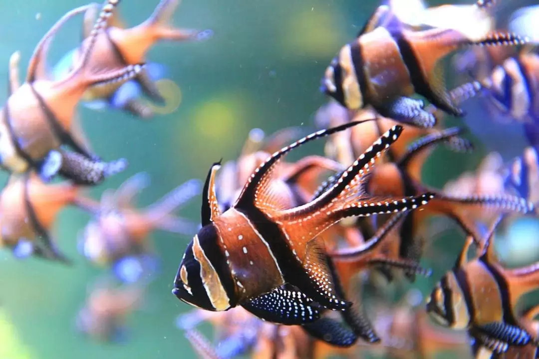 法國瑙西卡水族館免排隊門票