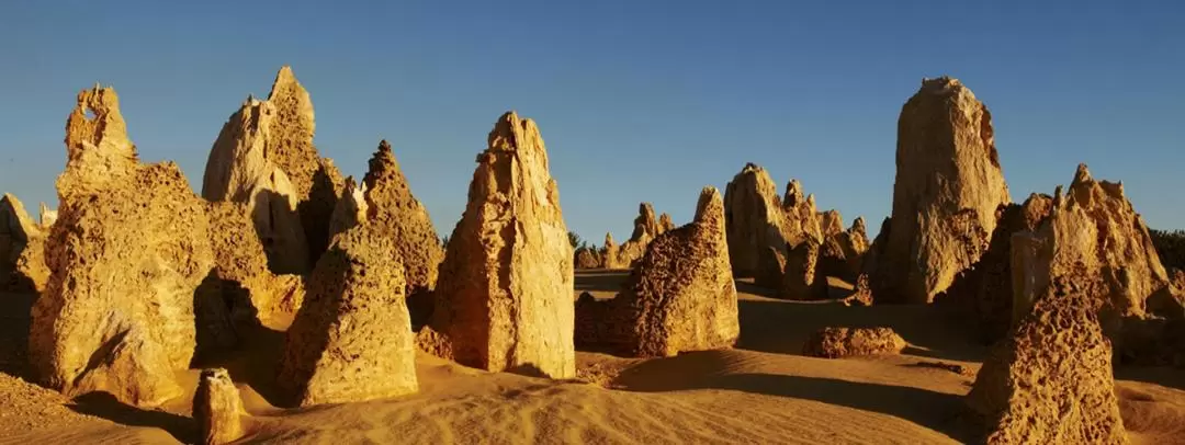 Pinnacles Guided Day Tour from Perth