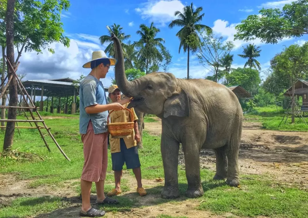 Lanna Kingdom Elephant Sanctuary small group Tour