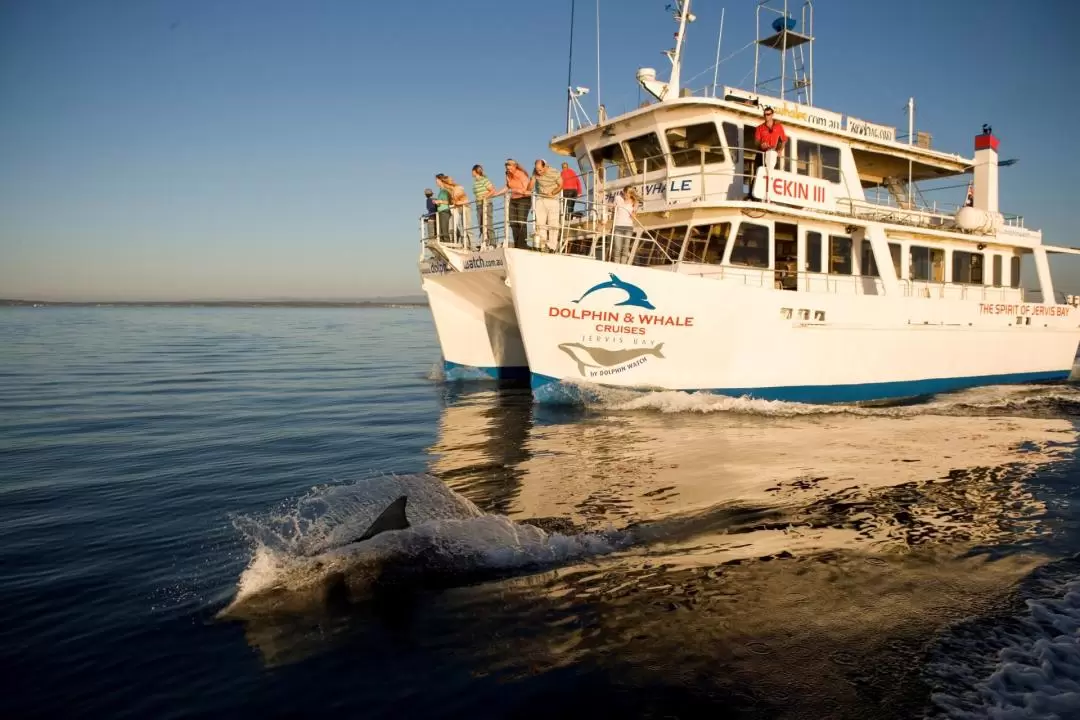 Dolphin Watch Cruise Experience in Jervis Bay 