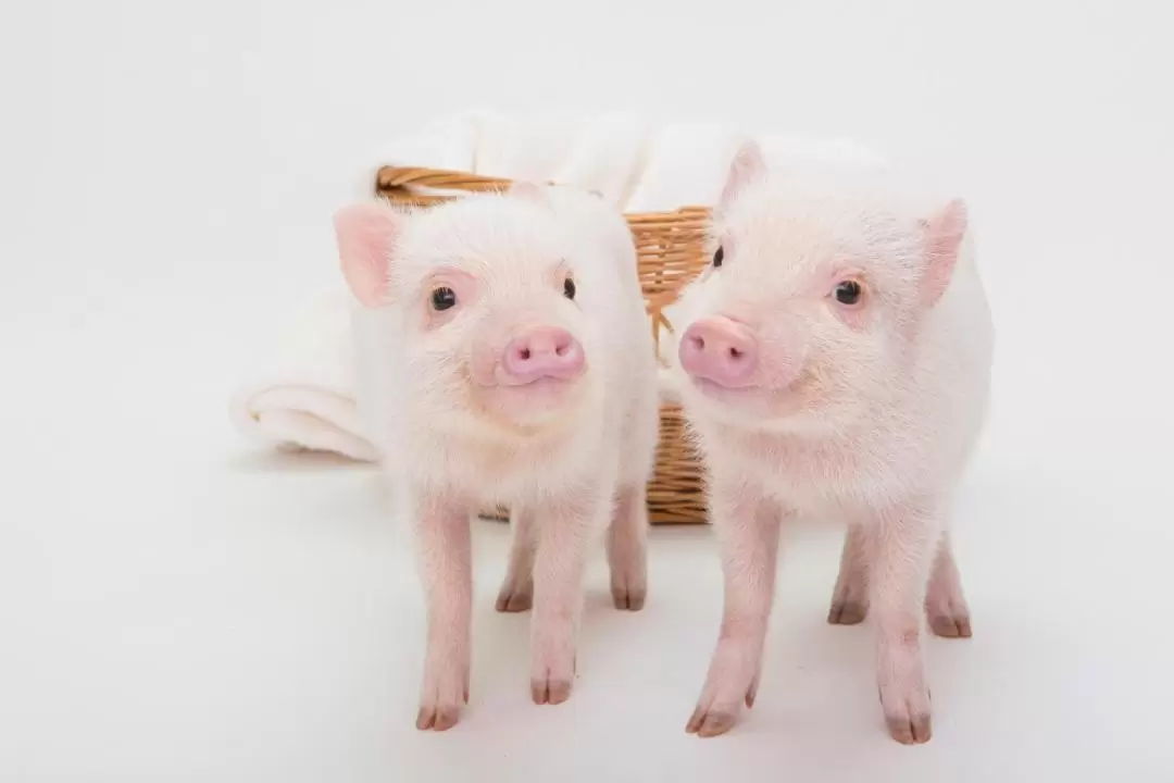 Micro Pig Cafe Experience in Meguro Tokyo