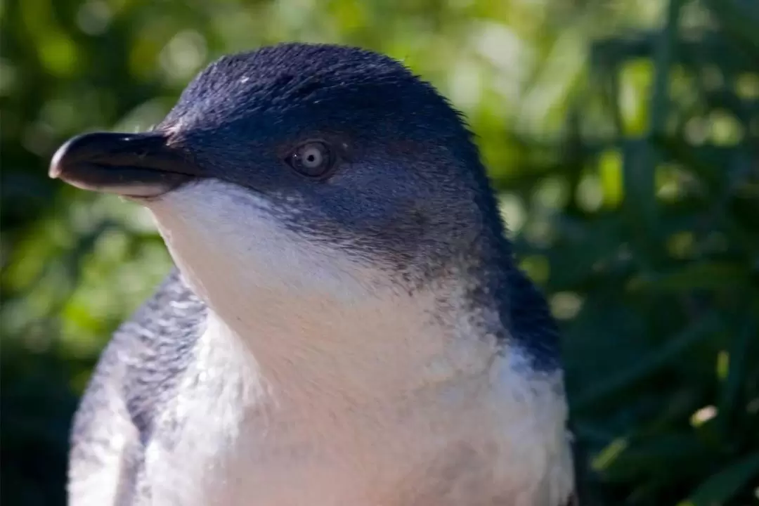 Phillip Island Penguin Parade Day Tour from Melbourne