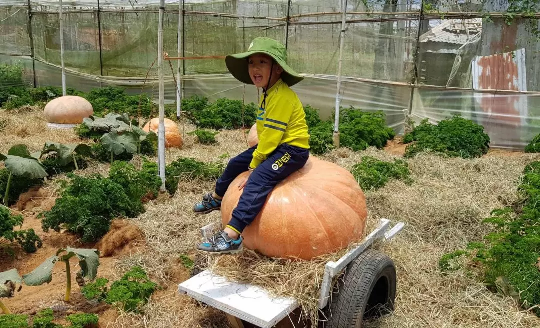 Gardens Day Tour From Da Lat 