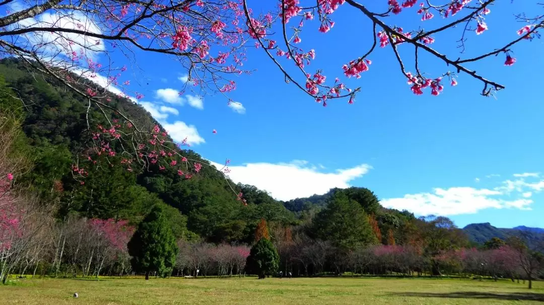 Aowanda National Forest Recreation Area Ticket in Nantou