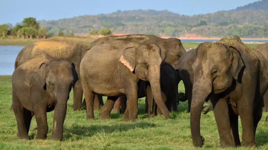 ミンネリア国立公園 サファリドライブ（トリンコマリー発）