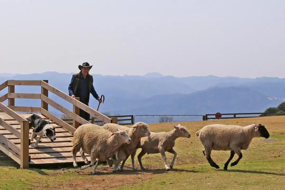 Mother Farm & Futtsu Beach One Day Tour from Tokyo