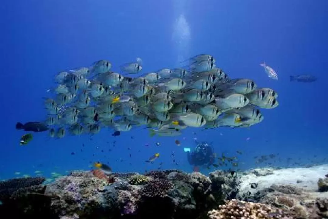 Ningaloo Reef Double Scuba Diving Experience from Exmouth