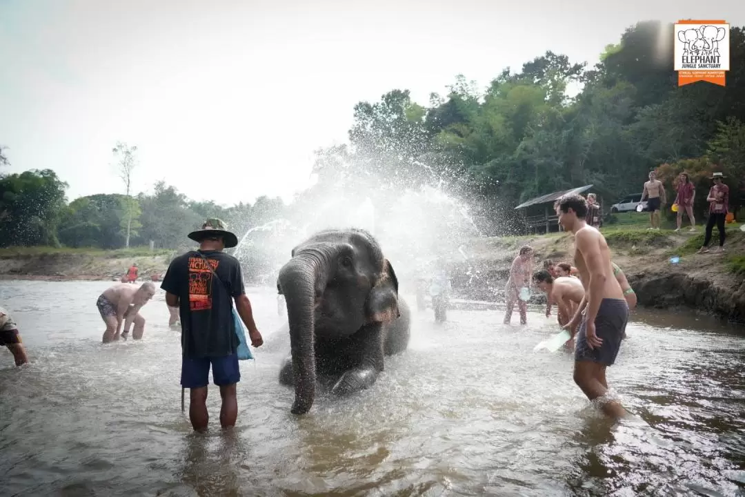 Elephant Jungle Sanctuary Chiang Mai Experience