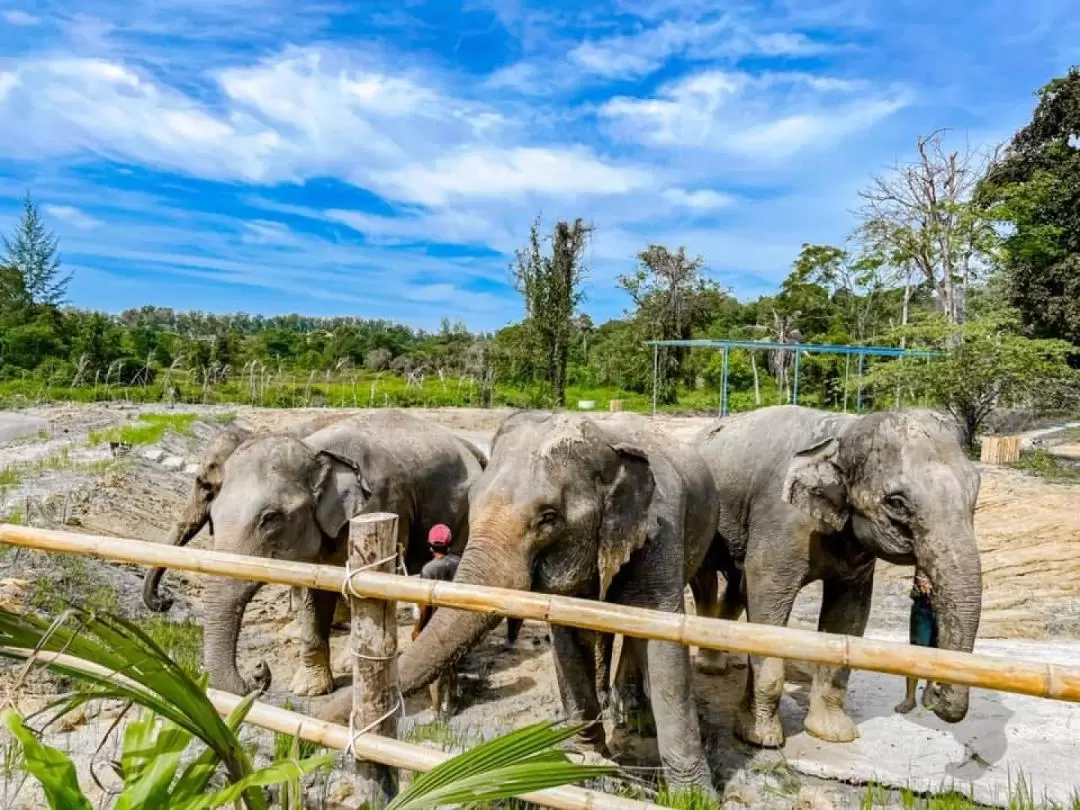 Phuket Elephant Care Sanctuary