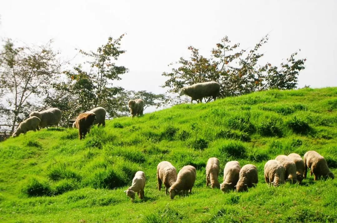 Private Car charter for Qingjing Farm - Departure from Taiuchung