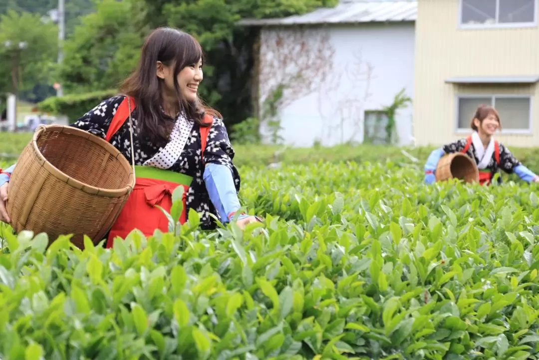 丹波篠山採茶 & 品茶體驗