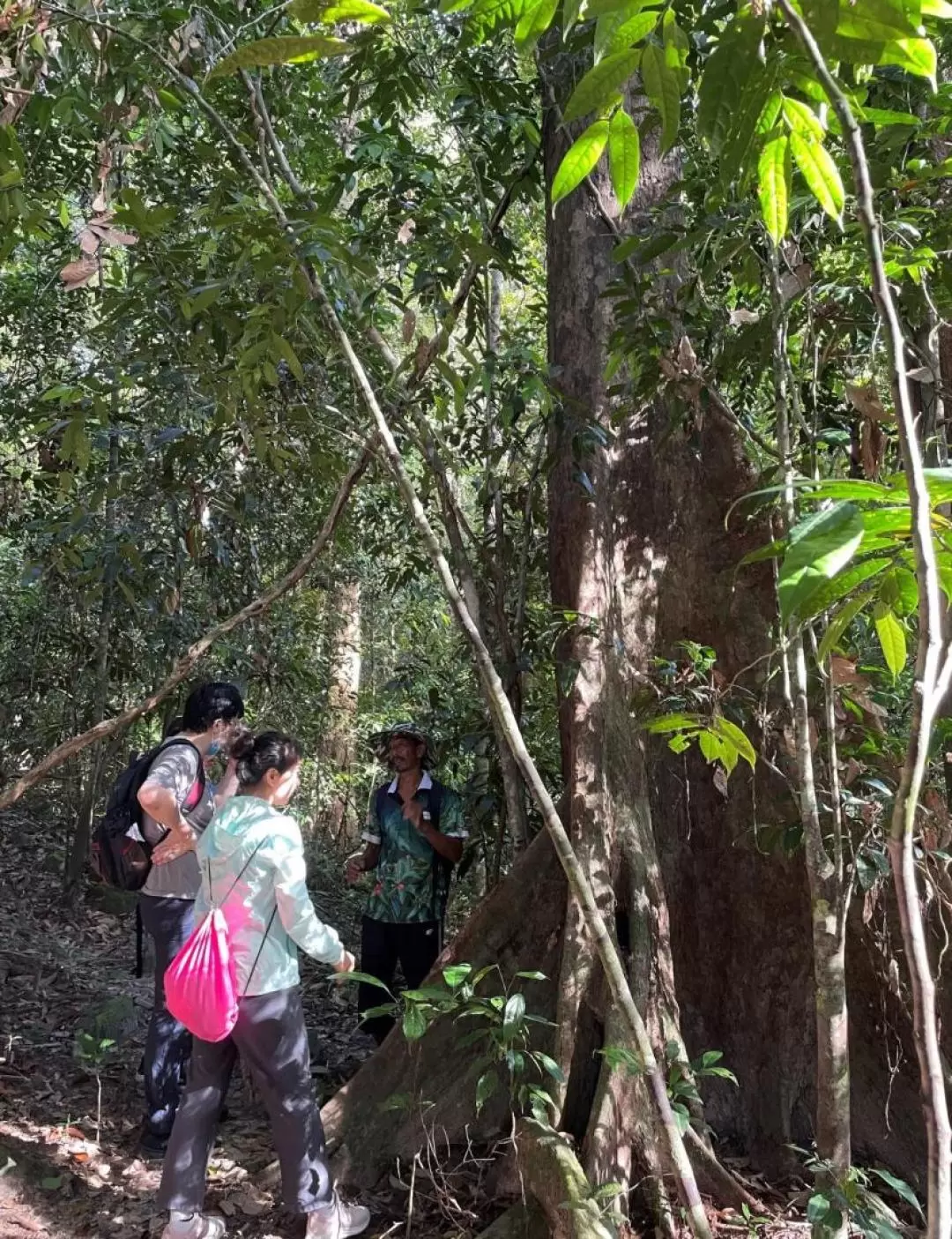 Morning Rainforest Trek in Langkawi