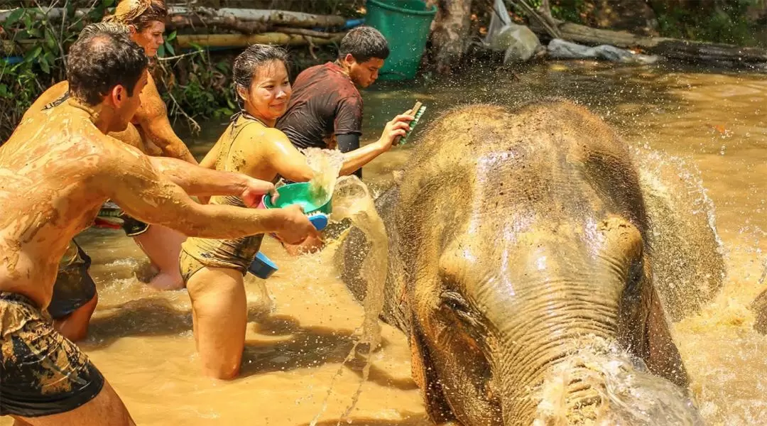 Elephant Jungle Sanctuary Phuket Experience