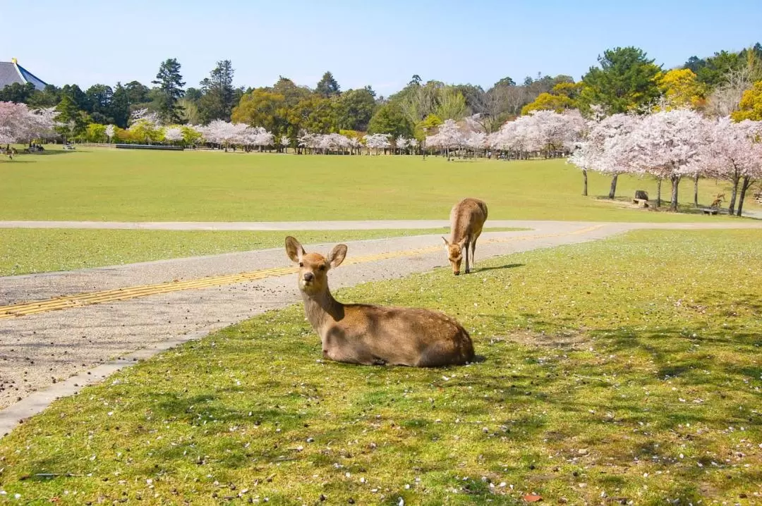 嵐山・金閣寺・奈良公園 日帰りツアー (大阪 / 京都発)