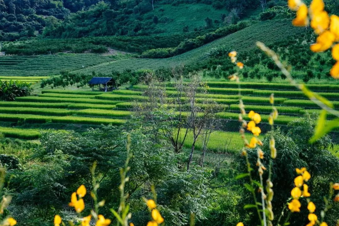 Chiang Mai Biking Day Tour by Trailhead